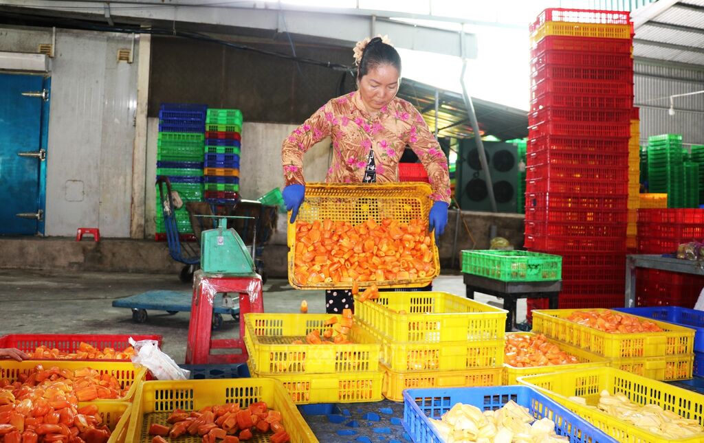 ខេត្ត Ca Mau យកចិត្តទុកដាក់លើមុខរបរចិញ្ចឹមជីវិតដើម្បីកាត់បន្ថយភាពក្រីក្រប្រកបដោយចីរភាព