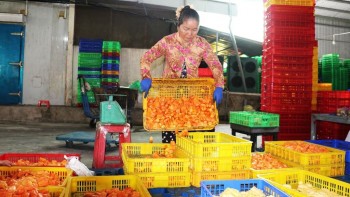 ខេត្ត Ca Mau យកចិត្តទុកដាក់លើមុខរបរចិញ្ចឹមជីវិតដើម្បីកាត់បន្ថយភាពក្រីក្រប្រកបដោយចីរភាព