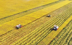 Вьетнамская сельхозпродукция «покоряет» мир