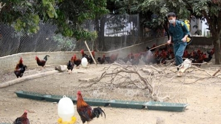 Город Хошимин готов бороться с птичьим гриппом A (H5N1)