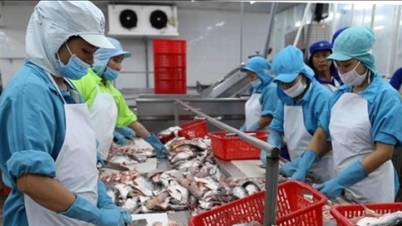 Доля вьетнамских морепродуктов на рынке Латинской Америке увеличилась благодаря CPTPP