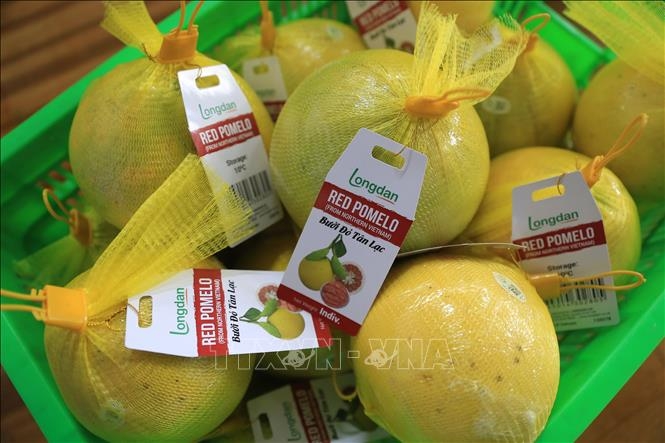 Экспорт первую партию красных помело Танлак в Великобританию