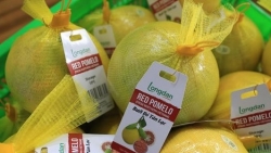 Экспорт первую партию красных помело Танлак в Великобританию