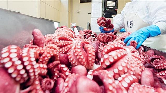 Южная Корея является крупнейшим рынком импорта вьетнамских кальмаров и осьминогов Южная Корея является крупнейшим рынком импорта вьетнамских кальмаров и осьминогов