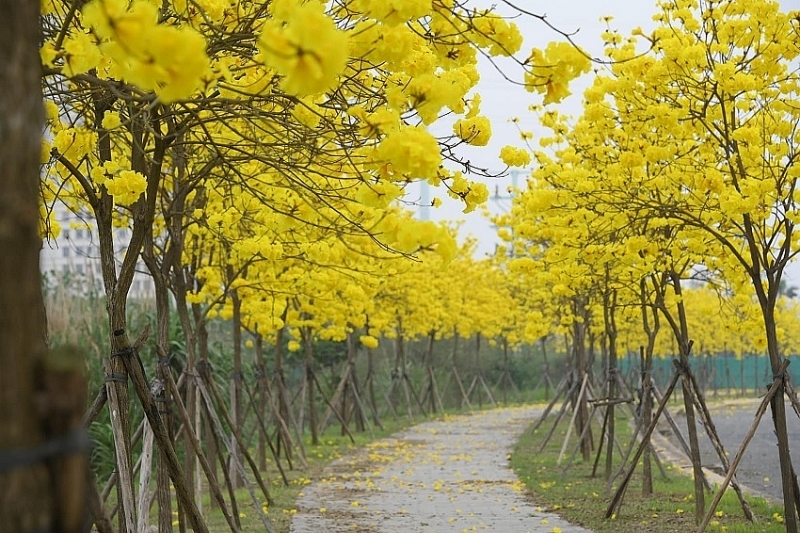 Красота цветов фонглинь в районе Хадонге Красота цветов фонглинь в районе Хадонге