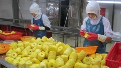 Консультации по экспорту сельскохозяйственной продукции на голландский рынок