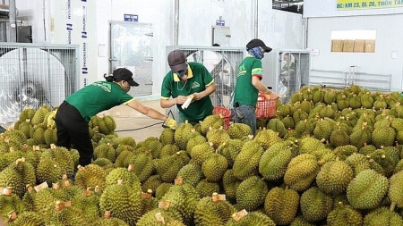 Экспорт сельскохозяйственной продукции Вьетнама в Китай резко увеличился