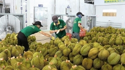 Экспорт сельскохозяйственной продукции Вьетнама в Китай резко увеличился