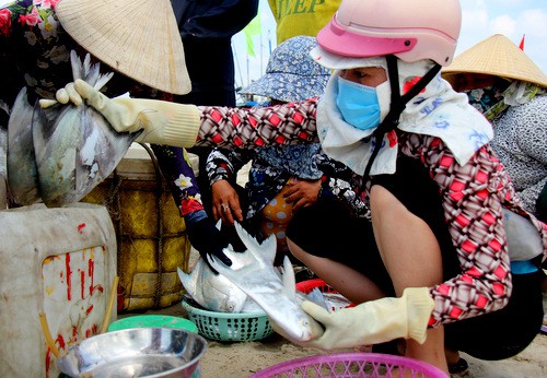 Cá chim tràn sát bờ biển BR-VT, ngư dân hốt bạc ca chim tran sat bo bien br vt ngu dan hot bac