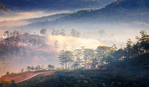 Khoảnh khắc Đà Lạt chìm trong sương đẹp tựa chốn thiên đường khoanh khac da lat chim trong suong dep tua chon thien duong