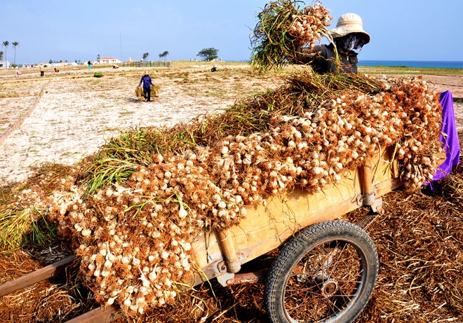 Có gì hay ở đảo Lý Sơn, hòn đảo được mệnh danh là Maldives của Việt Nam? co gi hay o dao ly son hon dao duoc menh danh la maldives cua viet nam