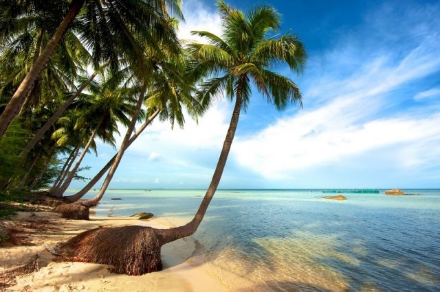 Đến Phú Quốc, không thể không mua thứ này mang về làm quà! den phu quoc khong the khong mua thu nay mang ve lam qua