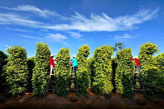 Đến Phú Quốc, không thể không mua thứ này mang về làm quà! den phu quoc khong the khong mua thu nay mang ve lam qua