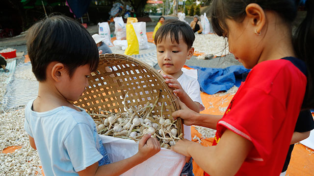 Mùa này Lý Sơn mua nay ly son