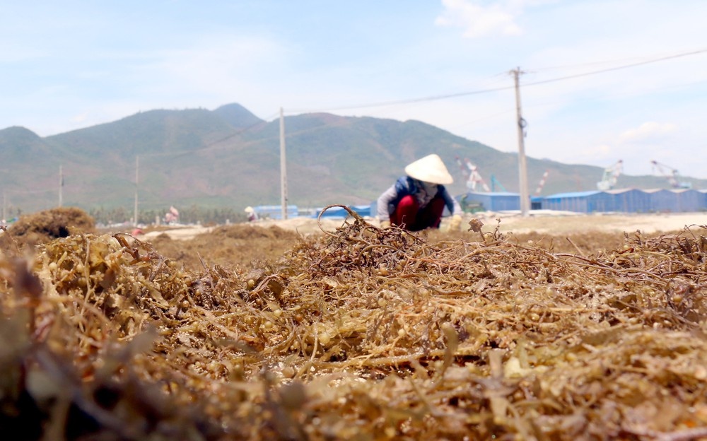 Thị xã Ninh Hòa (Khánh Hòa), nơi chạy trốn xô bồ để tìm về cõi an yên thi xa ninh hoa khanh hoa noi chay tron xo bo de tim ve coi an yen