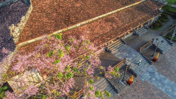 Những loài hoa khoe sắc trong nắng hạ ở Huế nhung loai hoa khoe sac trong nang ha o hue