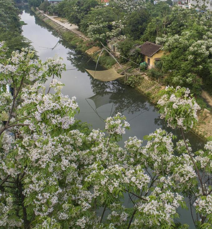 Những loài hoa khoe sắc trong nắng hạ ở Huế nhung loai hoa khoe sac trong nang ha o hue