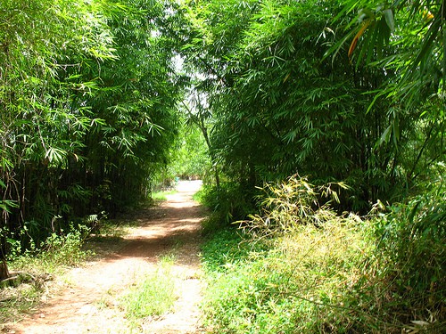 giua thi thanh nho lam ngo que