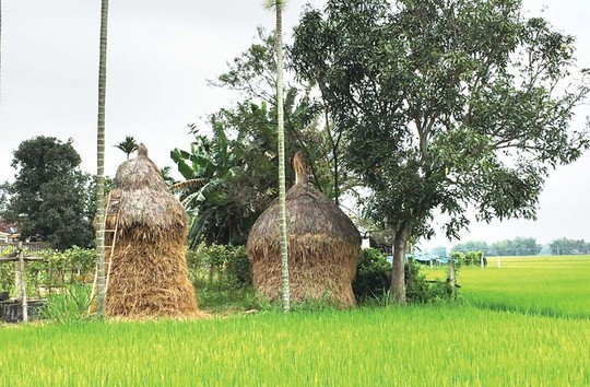 giua thi thanh nho lam ngo que