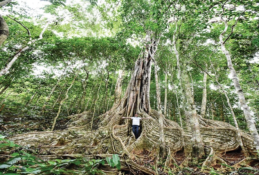 Du lịch Quảng Ngãi nên đi đâu? du lich quang ngai nen di dau