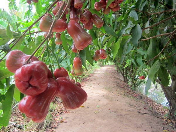 Địa điểm du lịch Cần Thơ: không đến 5 điểm này thì còn đi đâu! dia diem du lich can tho khong den 5 diem nay thi con di dau