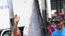 ngu dan ca mau bat duoc cap ca su vang quy hiem nang 70 kg