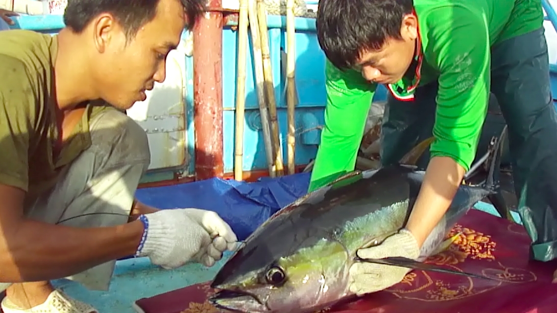 ngu dan ca mau bat duoc cap ca su vang quy hiem nang 70 kg