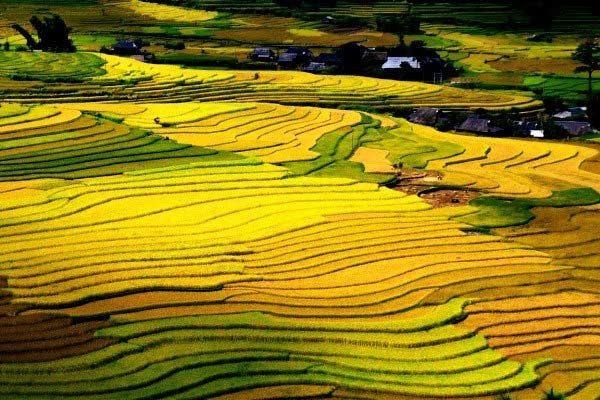 Mùa thu 2019 lên Tây Bắc trải nghiệm "mùa vàng" đẹp như tranh vẽ mua thu 2019 len tay bac trai nghiem mua vang dep nhu tranh ve