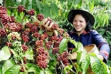 ຫວຽດນາມ ແມ່ນແຫຼ່ງສະໜອງກາເຟໃຫຍ່ອັນດັບ 3 ຂອງອາເມລິກາ