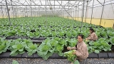 ປີ 2021, ມີວິສາຫະກິດຕື່ມ 1.600 ກວ່າແຫ່ງ ຈະລົງທຶນເຂົ້າໃນກະສິກຳ