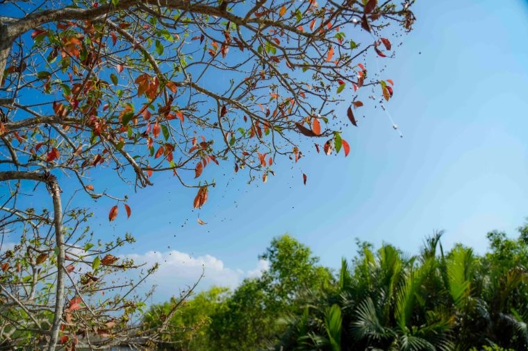 ສີສັນ​ລະດູ​ໃບ​ໄມ້ຫຼົ່ນຢູ່​ເຂດ​ປ່າ​ຊາຍ​ເລນ​ທີ່​ມີ​ຊື່​ສຽງ​ຂອງ​ເມືອງ​ເຫ້ວ