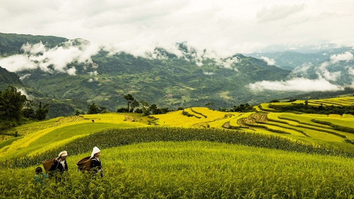 ມາ​ຮົ່ງ​ທ້າຍ, ຊົມ “ລວດ​ລາຍ​ຂອງ​ຕົ້ນເຂົ້າ” ທີ່​ມີ​ຄວາມ​ງາມ​ດຶງ​ດູດ​ໃຈ