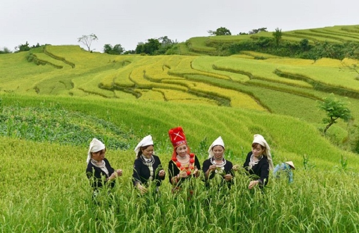 ມາ​ຮົ່ງ​ທ້າຍ, ຊົມ “ລວດ​ລາຍ​ຂອງ​ຕົ້ນເຂົ້າ” ທີ່​ມີ​ຄວາມ​ງາມ​ດຶງ​ດູດ​ໃຈ