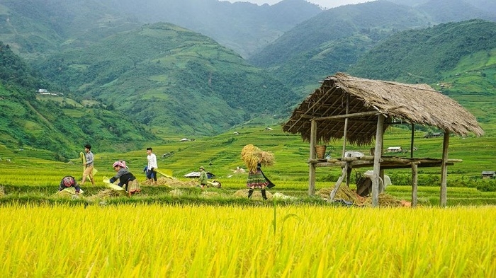 ມາ​ຮົ່ງ​ທ້າຍ, ຊົມ “ລວດ​ລາຍ​ຂອງ​ຕົ້ນເຂົ້າ” ທີ່​ມີ​ຄວາມ​ງາມ​ດຶງ​ດູດ​ໃຈ