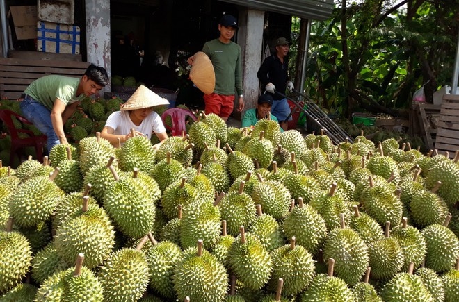 ຫວຽດນາມ ເຜີຍແພ່ຢ່າງທົ່ວເຖິງ ແລະ ການບໍລິໂພກ ໝາກທຸລຽນຢູ່ອົດສະຕາລີ ຫວຽດນາມ ເຜ ຍແພ ຢ າງທ ວເຖ ງ ແລະ ການບ ລ ໂພກ ໝາກທ ລຽນຢ ອ ດສະຕາລ
