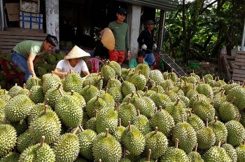 ຫວຽດນາມ ເຜີຍແພ່ຢ່າງທົ່ວເຖິງ ແລະ ການບໍລິໂພກ ໝາກທຸລຽນຢູ່ອົດສະຕາລີ