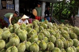 ຫວຽດນາມ ເຜີຍແພ່ຢ່າງທົ່ວເຖິງ ແລະ ການບໍລິໂພກ ໝາກທຸລຽນຢູ່ອົດສະຕາລີ