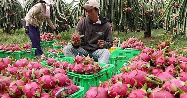 ຈີນ ສືບຕໍ່ນຳເຂົ້າໝາກມັງກອນຂອງຫວຽດນາມ ແຕ່ວັນທີ 22 ກັນຍາ ຈີນ ສືບຕໍ່ນຳເຂົ້າໝາກມັງກອນຂອງຫວຽດນາມ ແຕ່ວັນທີ 22 ກັນຍາ