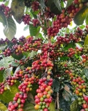 ຍ ງມ ເຫ ອແຮງ ຂ າພະເຈ າຍ ງໄປຊອກຫາເພ ອນຮ ວມກອງ