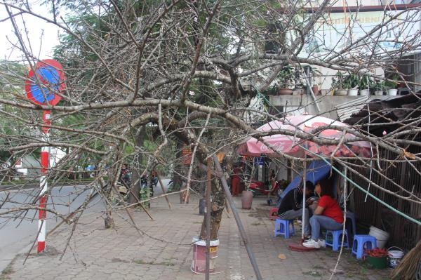 Bưởi cổ, đào "cụ" tiền trăm triệu một cây chờ khách mua dịp Tết Nguyên đán 2020 buoi co dao cu tien tram trieu mot cay cho khach mua dip tet nguyen dan 2020