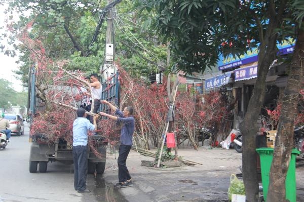 Bưởi cổ, đào "cụ" tiền trăm triệu một cây chờ khách mua dịp Tết Nguyên đán 2020 buoi co dao cu tien tram trieu mot cay cho khach mua dip tet nguyen dan 2020