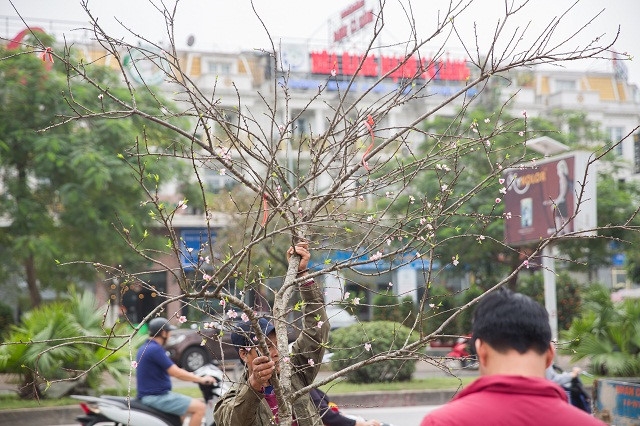 Bưởi cổ, đào "cụ" tiền trăm triệu một cây chờ khách mua dịp Tết Nguyên đán 2020 buoi co dao cu tien tram trieu mot cay cho khach mua dip tet nguyen dan 2020