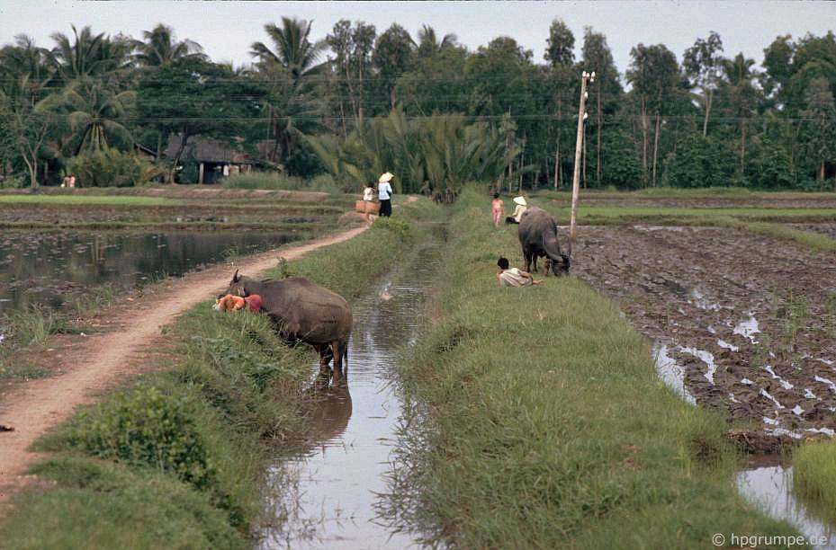 Chùm ảnh: Vẻ đẹp thôn quê của Mỹ Tho (Tiền Giang) và cảnh sông nước miền Tây những năm 90 chum anh ve dep thon que cua my tho tien giang va canh song nuoc mien tay nhung nam 90