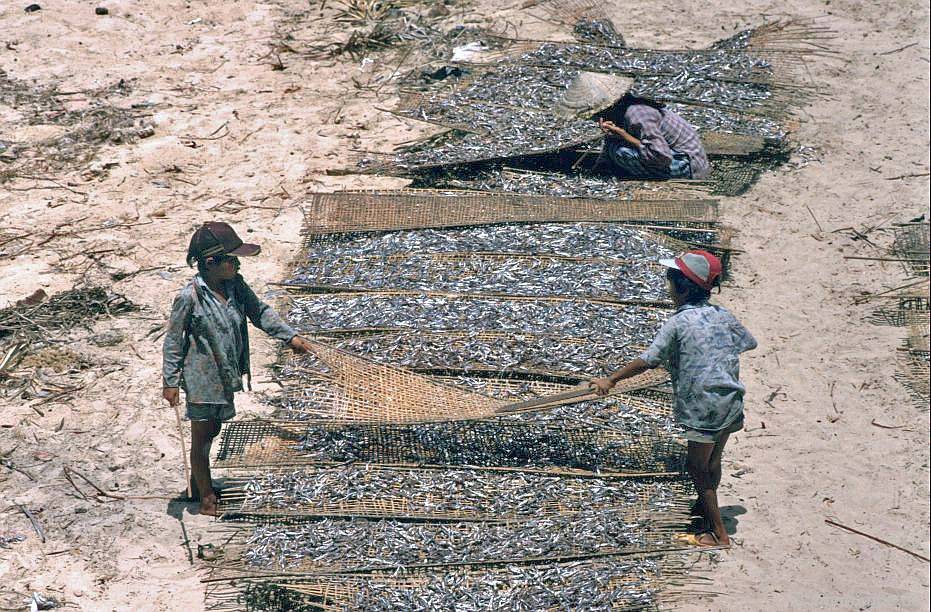 Chùm ảnh màu "cực độc" về xứ "hoa vàng cỏ xanh" Phú Yên đẹp lạ lùng thập niên 90 chum anh mau cuc doc ve xu hoa vang co xanh phu yen dep la lung thap nien 90