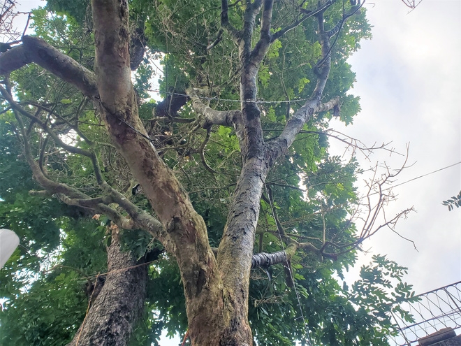 Ngắm cây mai 4 tỷ, lan đột biến 2 triệu/cm hoa... chỉ đại gia mới dám mua chơi Tết ngam cay mai 4 ty lan dot bien 2 trieucm hoa chi nha sieu giau moi dam mua choi tet