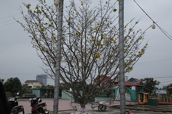 Cận cảnh mai rừng độc lạ, nhất chi mai quý hiếm khiến giới nhà giàu lùng mua dịp Tết can canh mai rung doc la nhat chi mai quy hiem khien gioi nha giau lung mua dip tet