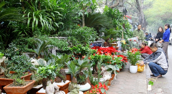 Chợ hoa Hà Nội vẫn nhộn nhịp, tấp nập kẻ bán người mua chơi Tết cho hoa ha noi van nhon nhip tap nap ke ban nguoi mua choi tet