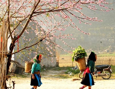 Tết ở vùng cao có gì khác so với Tết ở miền xuôi? tet o vung cao co gi khac so voi tet o mien xuoi