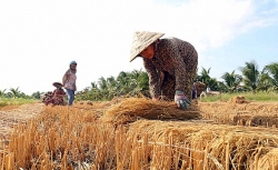 chuyen doi 50000ha dat canh tac lua bi han man sang loai cay trong phu hop
