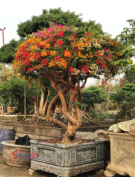 Tấp nập các loại hoa, cây cảnh chỉ dành cho nhà giàu đón Tết tap nap cac loai hoa cay canh chi danh cho nha giau don tet